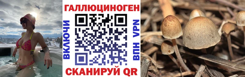 магазин продажи   Вязники  Псилоцибиновые грибы Cubensis 